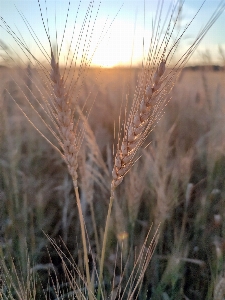 Grass sky plant ecoregion Photo