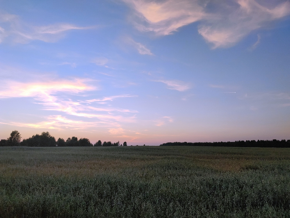 Landscape cloud sky plant