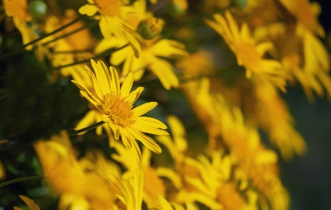 Foto Amarelo flor plantar folha