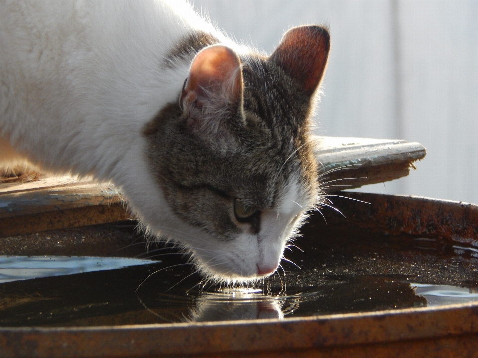 кот вода бочка кошачьих
