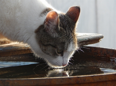 Cat water barrel felidae Photo