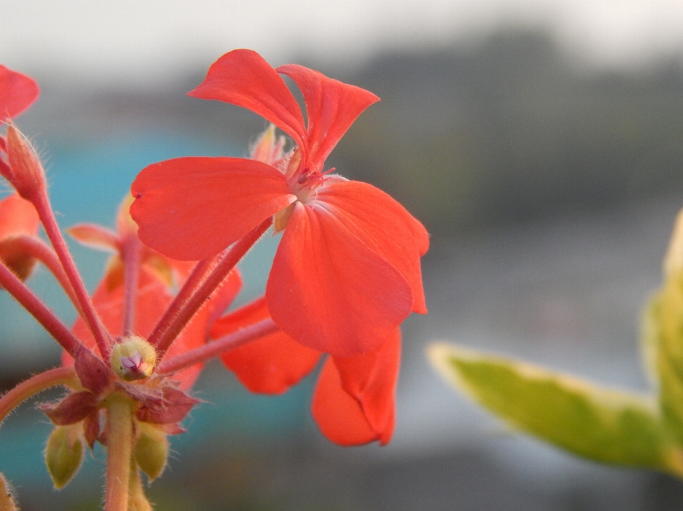 Macro flower red plant