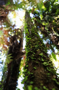 Foto Bosque árbol helecho
 vine