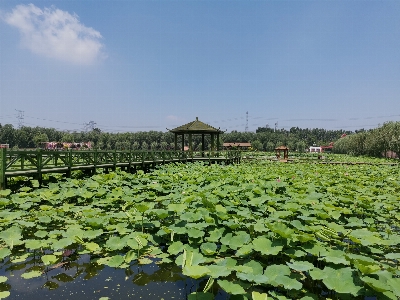 Lotus leaf plant sky Photo