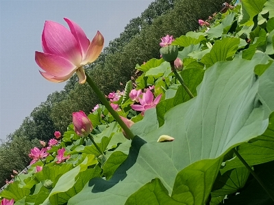 Lotus leaf flower plant Photo