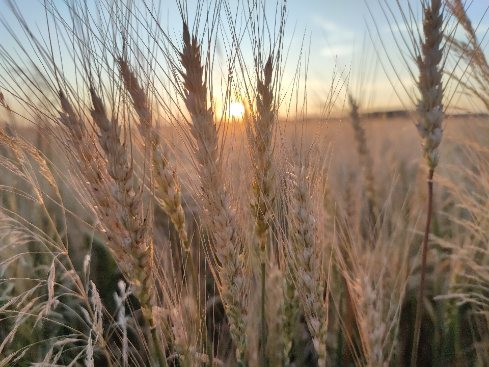 Grass sky plant ecoregion