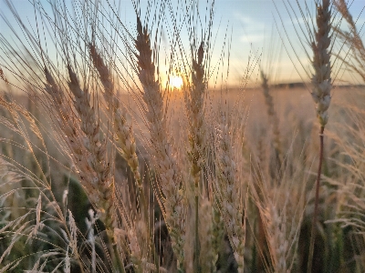 Grass sky plant ecoregion Photo