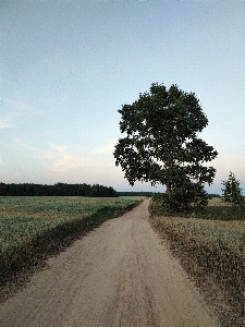 Tree road sand sky Photo