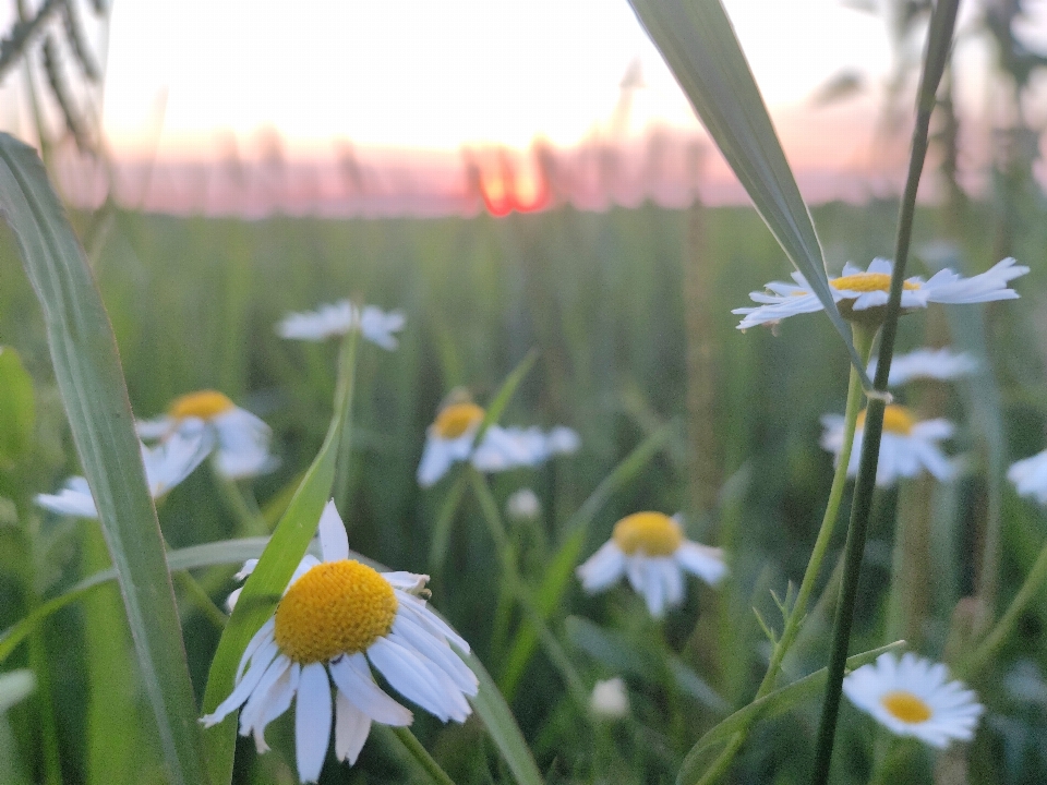 Chamomile grass sunset sun