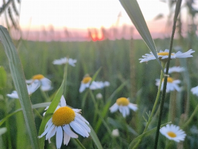 Chamomile grass sunset sun Photo