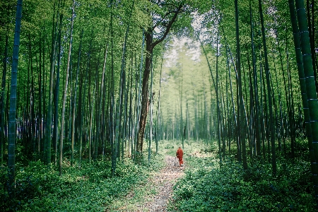 Bamboo jungle monk buddhist Photo