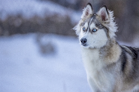 Dog snow sled carnivore Photo