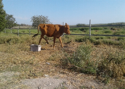 Livestock cows animal husbandry straw Photo