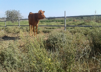 Livestock cows animal husbandry straw Photo