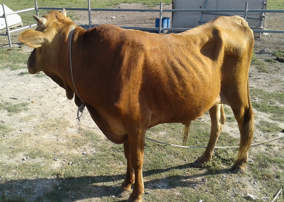 Livestock cows animal husbandry straw