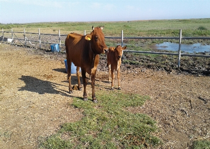 Livestock cows animal husbandry straw Photo