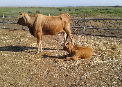 Livestock cows animal husbandry straw Photo