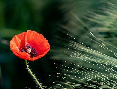 Red flower plant petal Photo