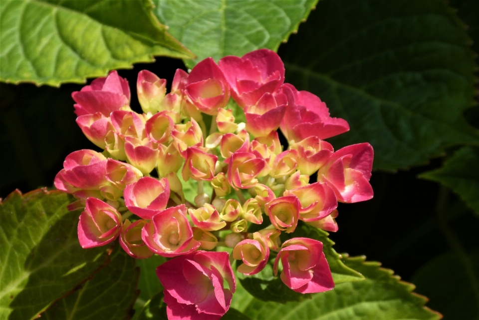 Hortensia fleurs floraison jardin