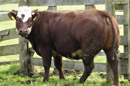 Cow animals breed of cattle mammal Photo