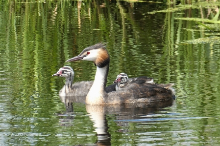 Grebe birds chicks ditch Photo