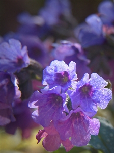 花 植物 紫 花弁 写真