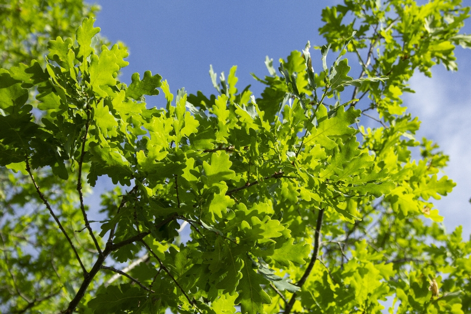 Roble bosque hojas cielo