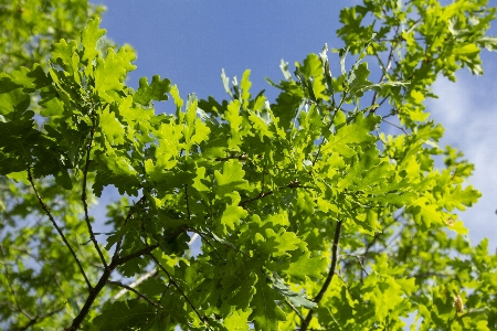 Oak forest leaves sky Photo