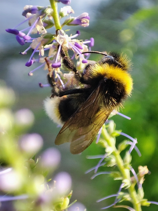 Ape fiore impollinatore
 pianta