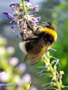 Bee flower pollinator plant Photo