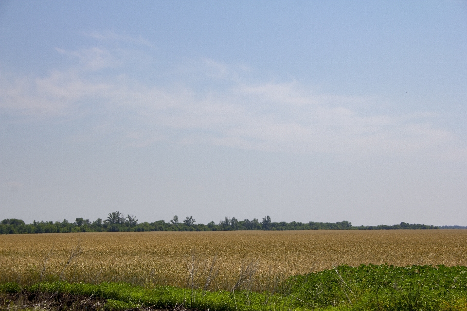 Fields landscape meadows sky