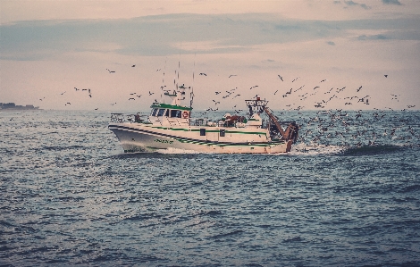 Foto Enviar gaivotas água céu