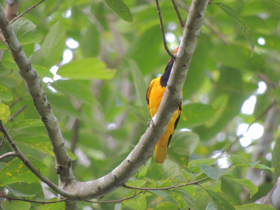 Nature oiseau aile faune