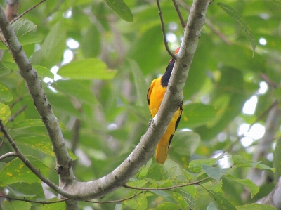 Natur vogel flügel tierwelt Foto