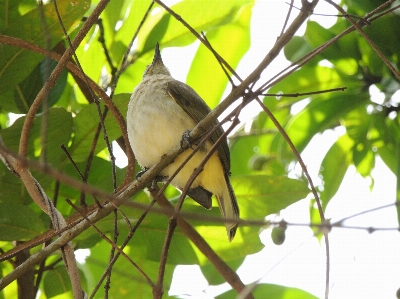 Bird twig branch beak Photo