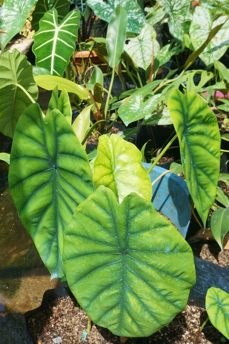 Heart shape leaves green plant