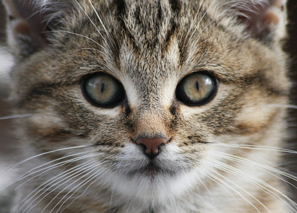 кот кошачьих
 хищник маленькие и средние кошки
