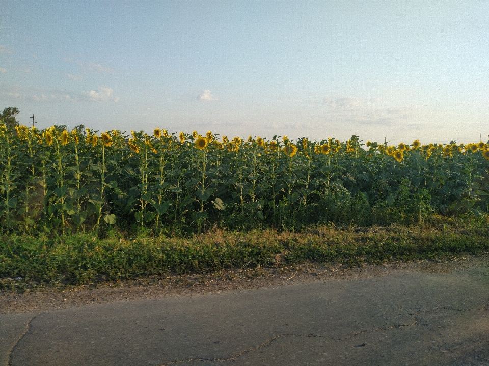 Field nature landscape sunflower