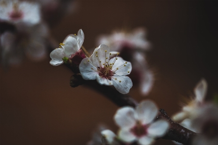 花 植物 花弁 ブランチ 写真