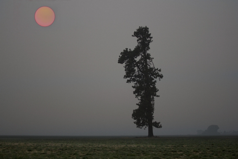 Sky atmosphere plant ecoregion