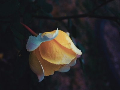 画像 花 植物 花弁 写真