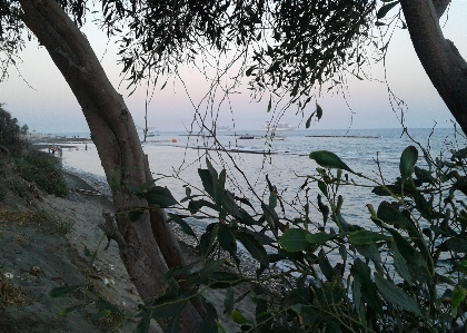 Bough sea beach sand Photo