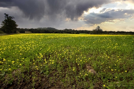 Landscape cloud sky flower Photo