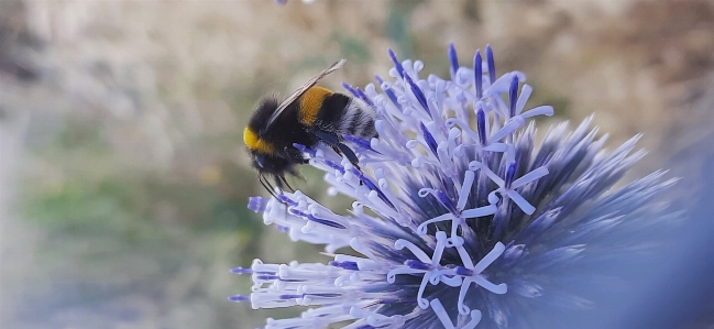 Bee flower plant pollinator Photo