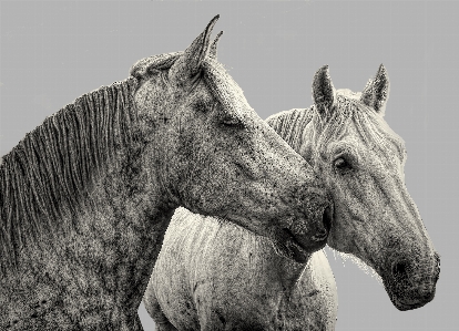 Horses old friends horse Photo