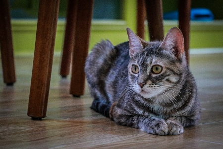 Foto Gatto felidi
 carnivoro gatti di piccola e media taglia
