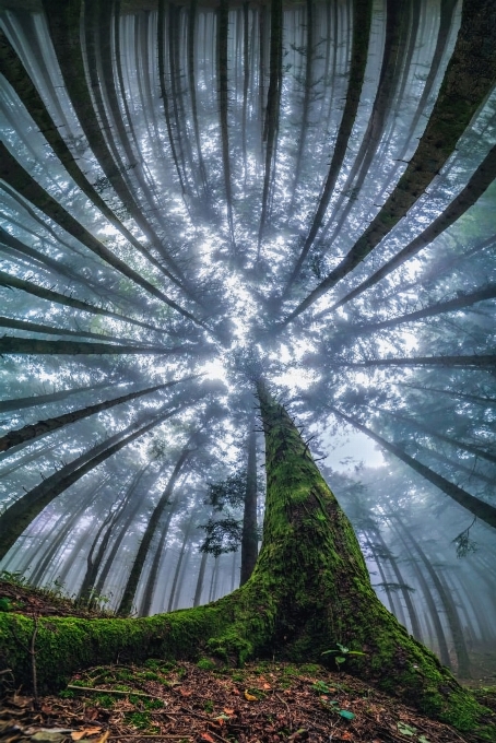 Art forêt la magie âme