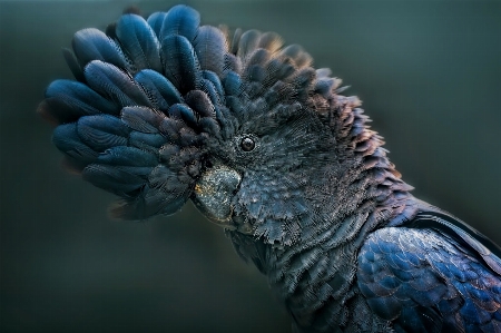 Foto Sorprendente bello un pappagallo
 la bellezza della natura
