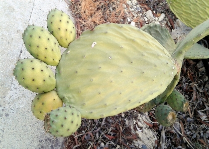 Botany thorns leaves cactus Photo