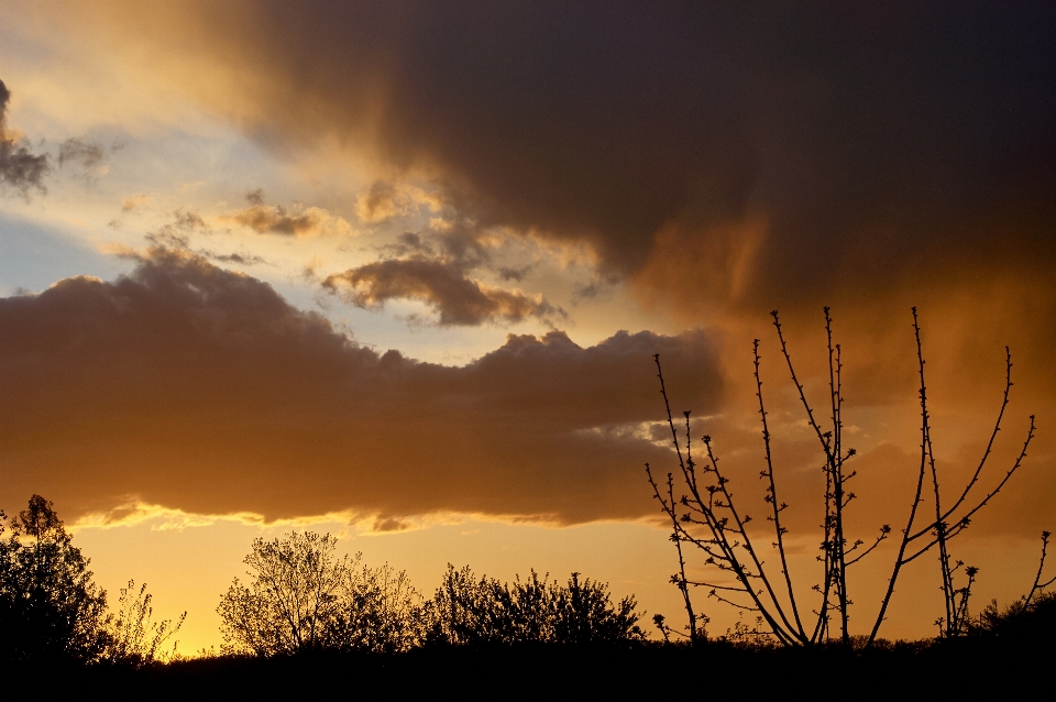 Cloud sky atmosphere plant